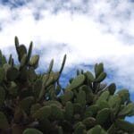 nopal cactus