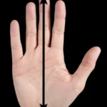 glove size legth